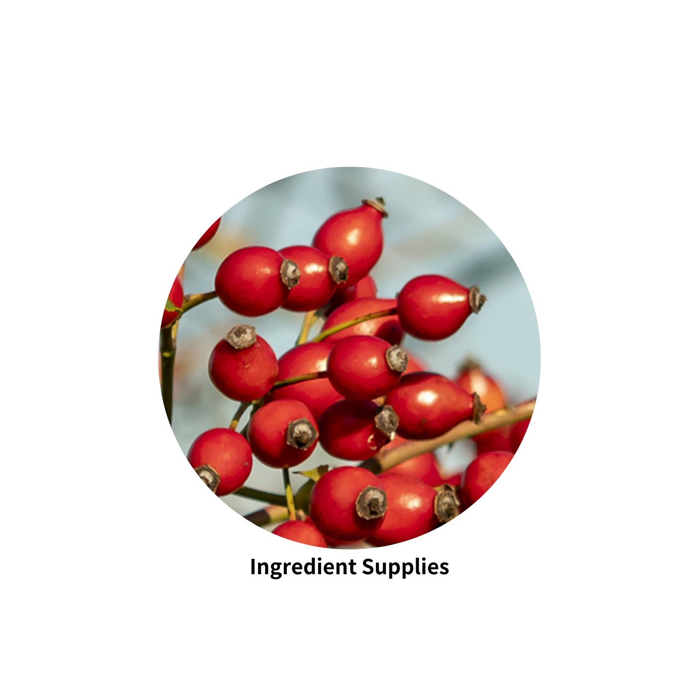 Rosehip oil 玫瑰果油