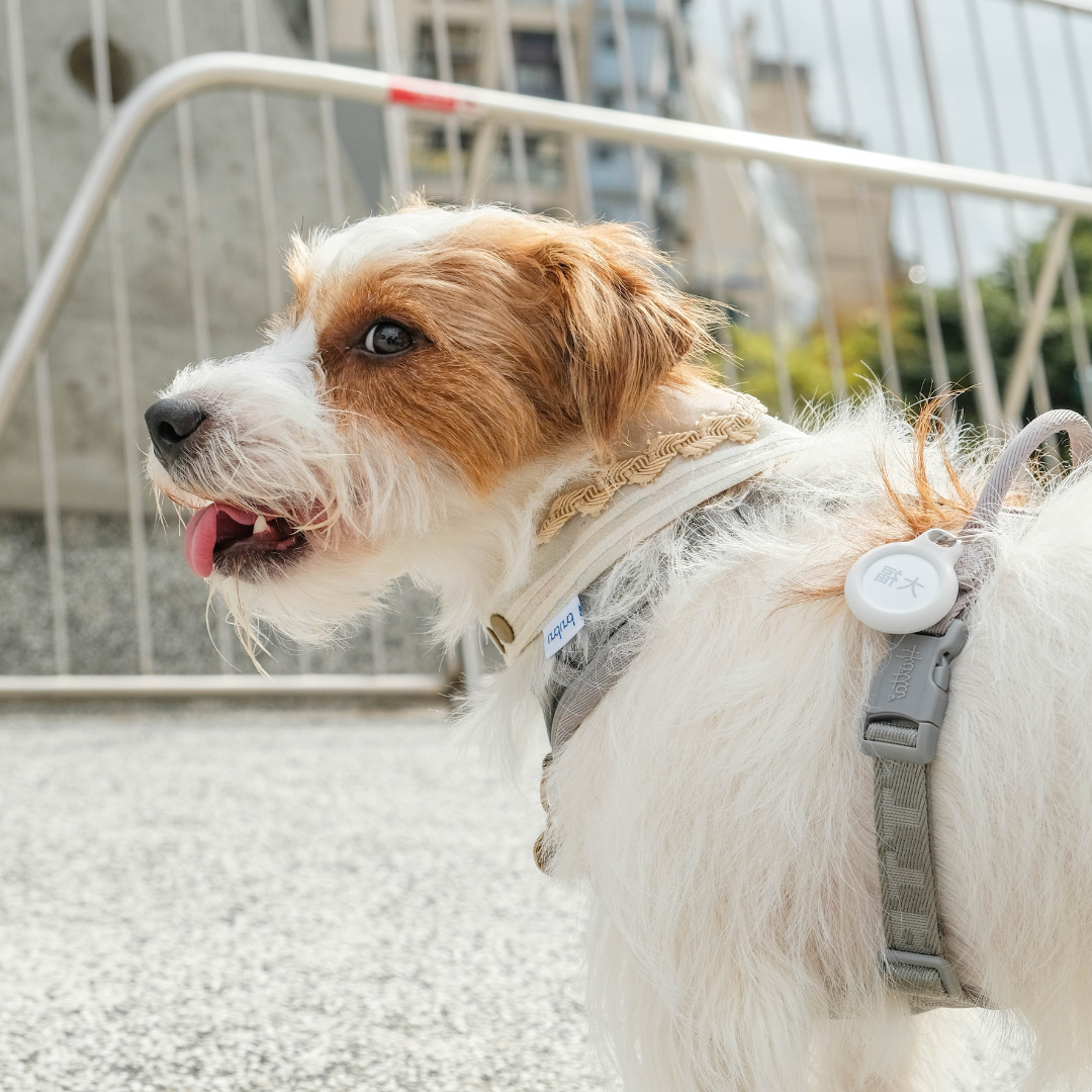 寵物領巾, 狗狗領巾, 狗領巾, 貓領巾, 貓咪領巾