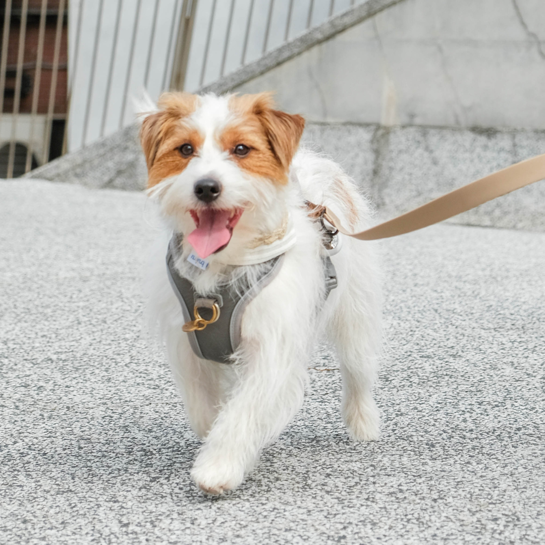 寵物領巾, 狗狗領巾, 狗領巾, 貓領巾, 貓咪領巾