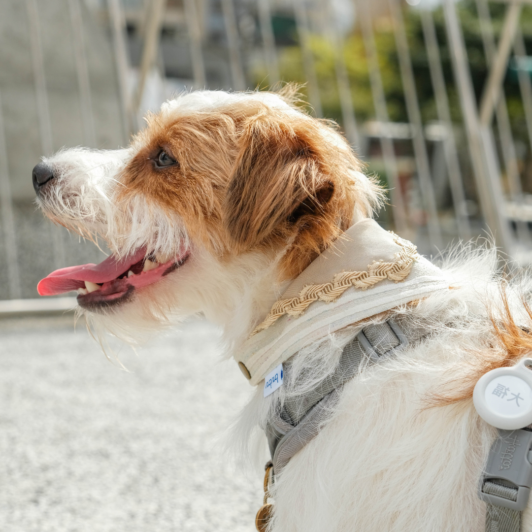 寵物領巾, 狗狗領巾, 狗領巾, 貓領巾, 貓咪領巾