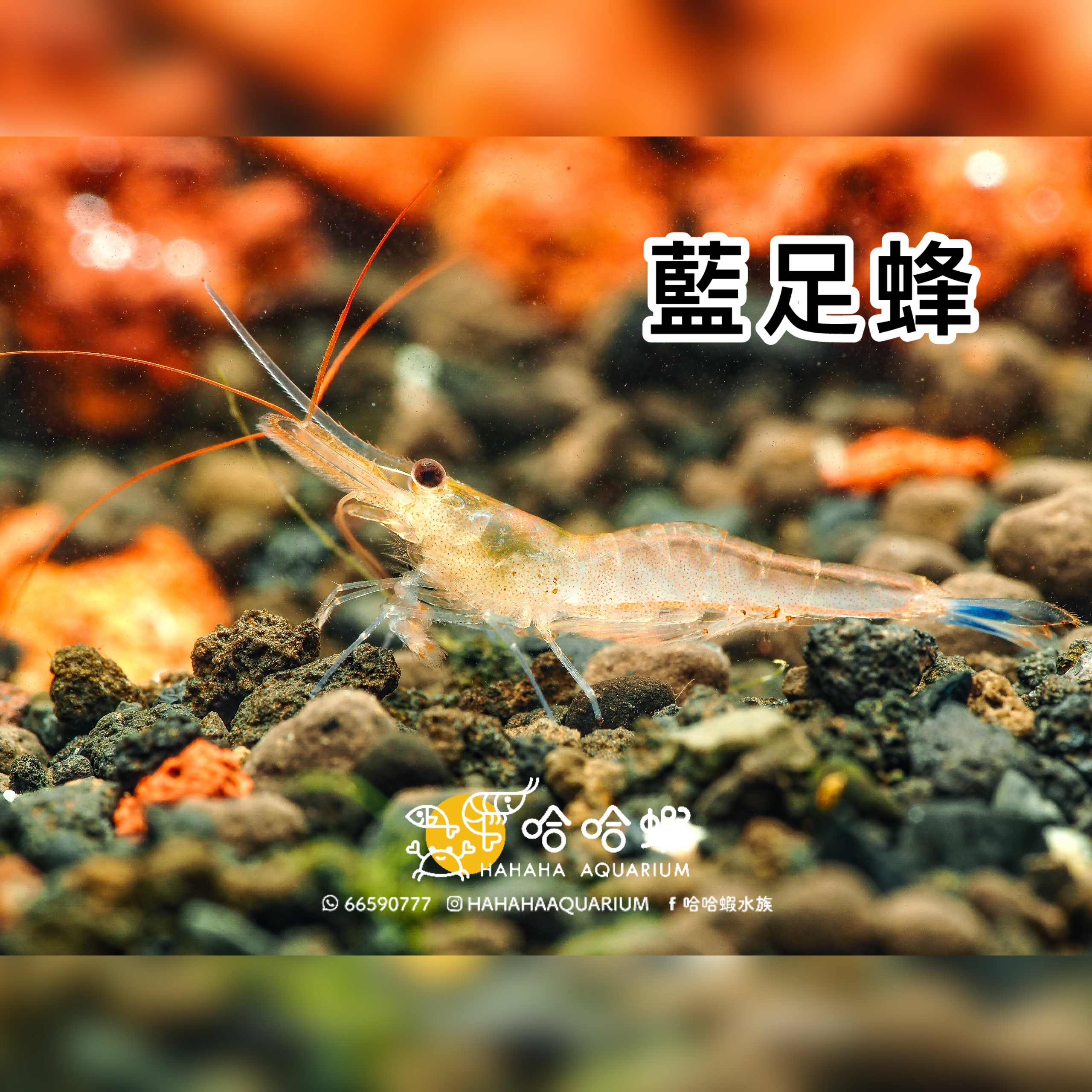 蘇拉威西藍足蜂 ｜Blue Leg