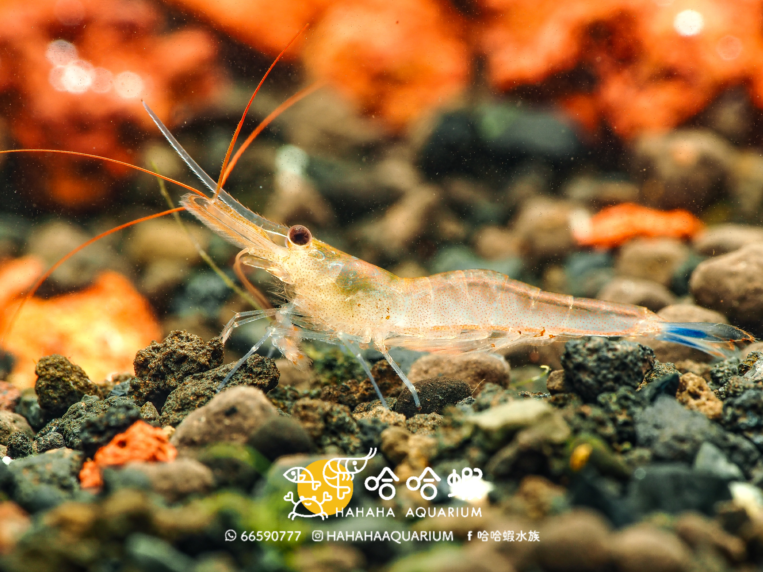 蘇拉威西藍足蜂 ｜Blue Leg