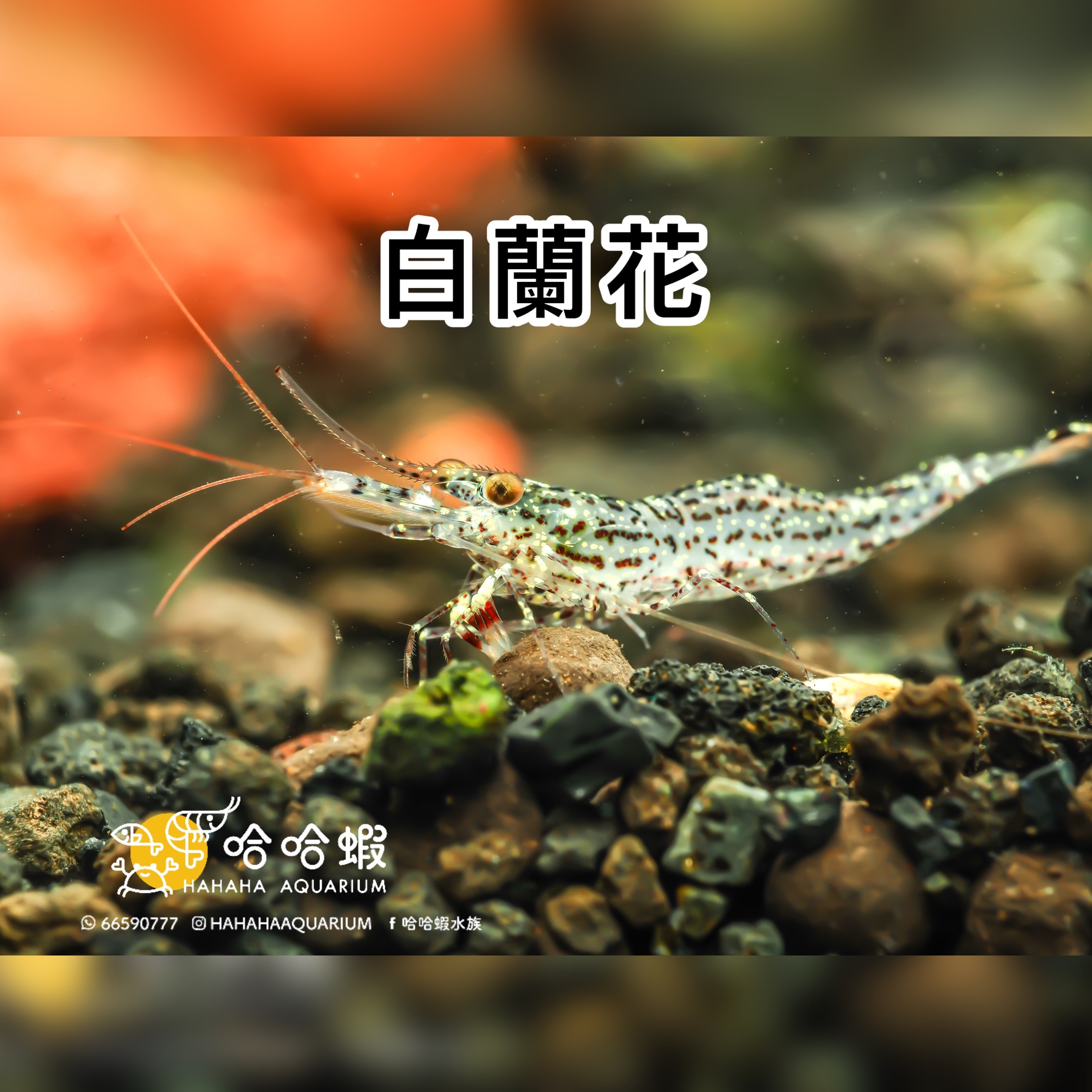 蘇拉威西蝦 白蘭花 ｜White Orchid