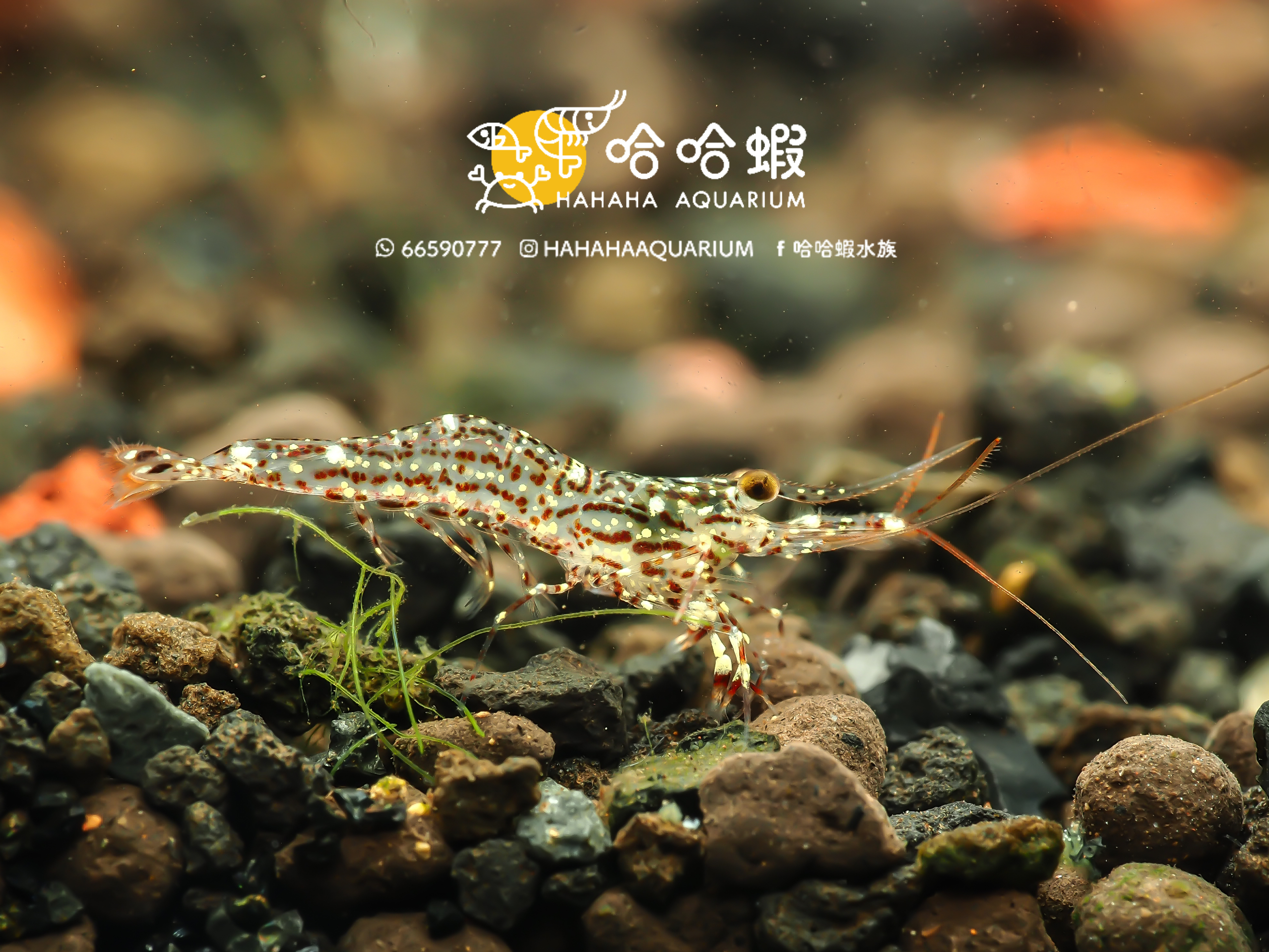 蘇拉威西蝦 白蘭花 ｜White Orchid