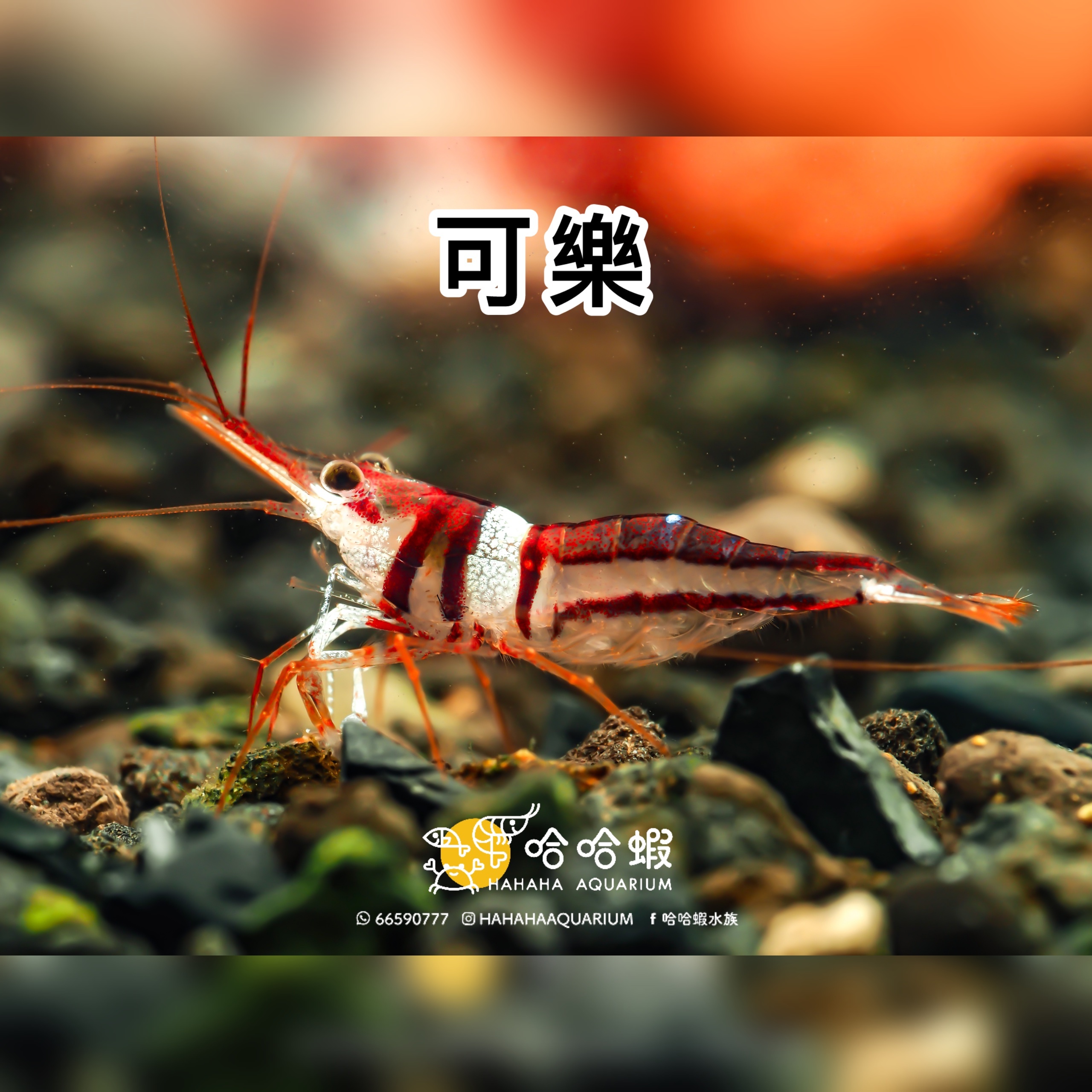 蘇拉威西蝦 可樂 ｜Celebes Beauty