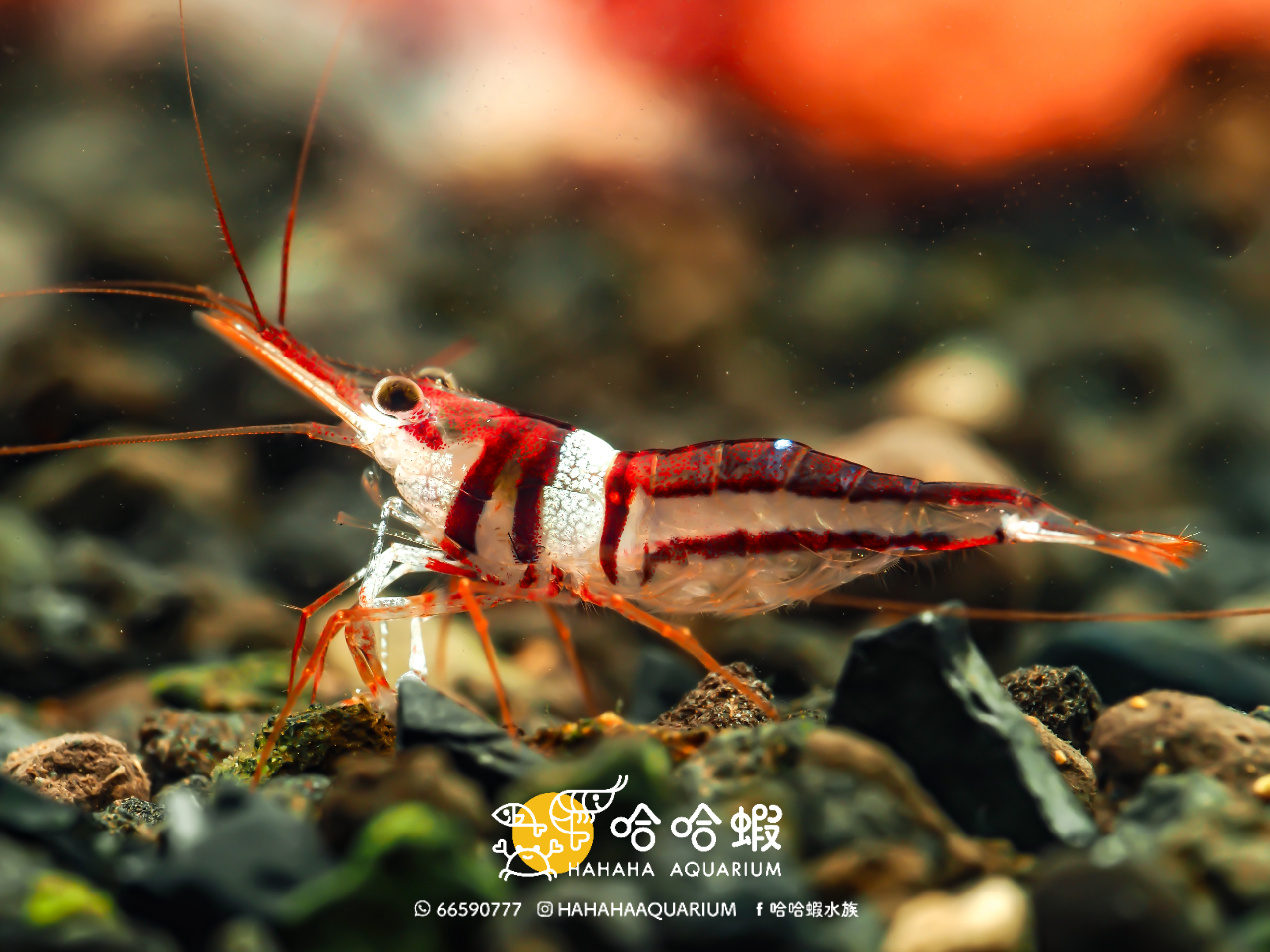 蘇拉威西蝦 可樂 ｜Celebes Beauty