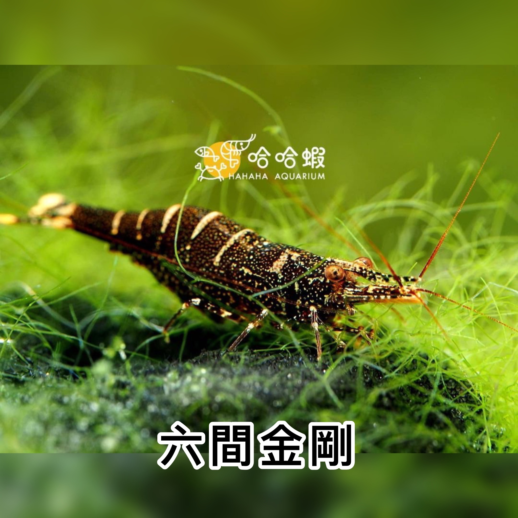 蘇拉威西蝦 六間金剛｜Six-banded