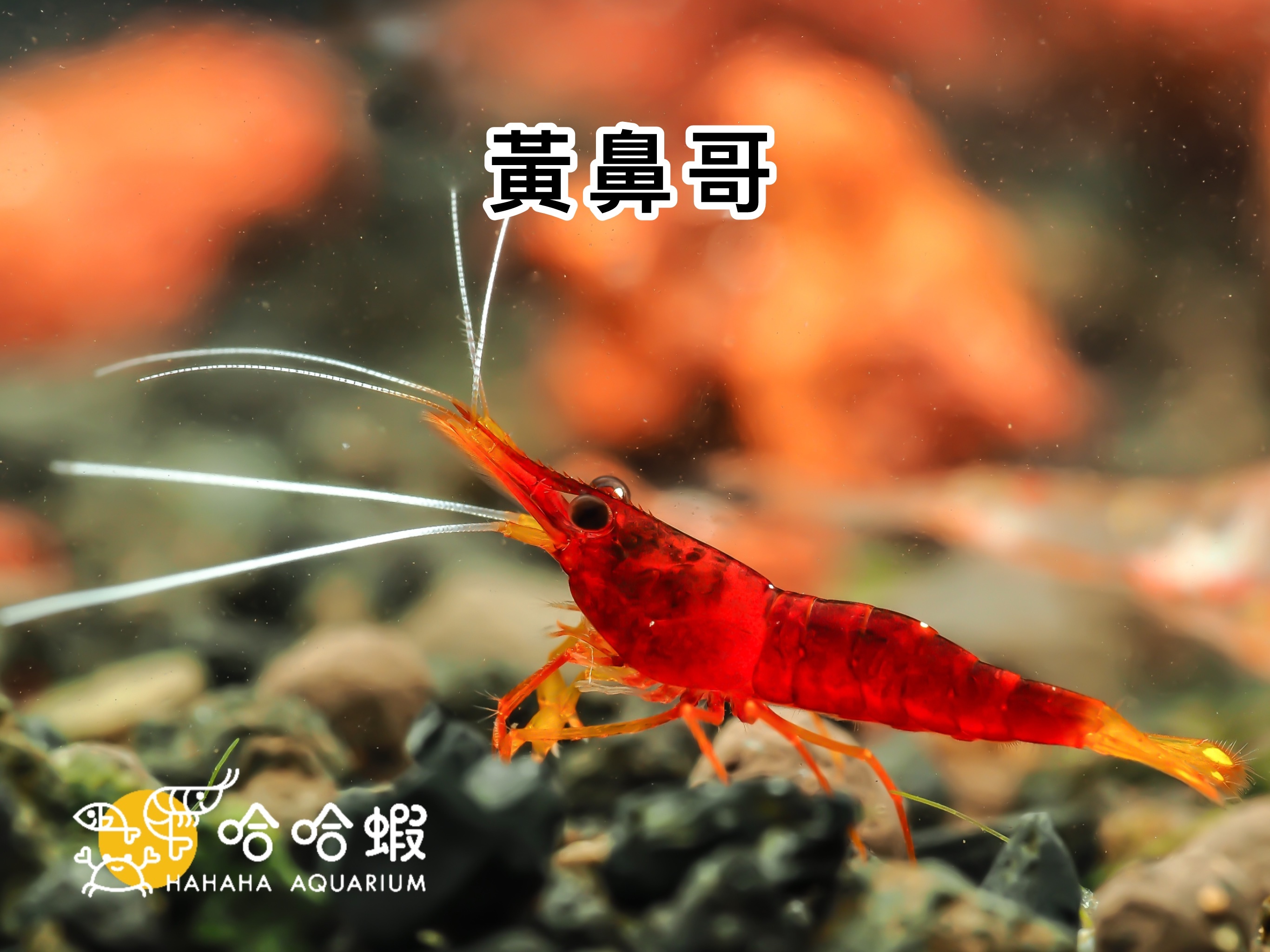 蘇拉威西蝦 黃鼻櫻桃｜Yellow Nose