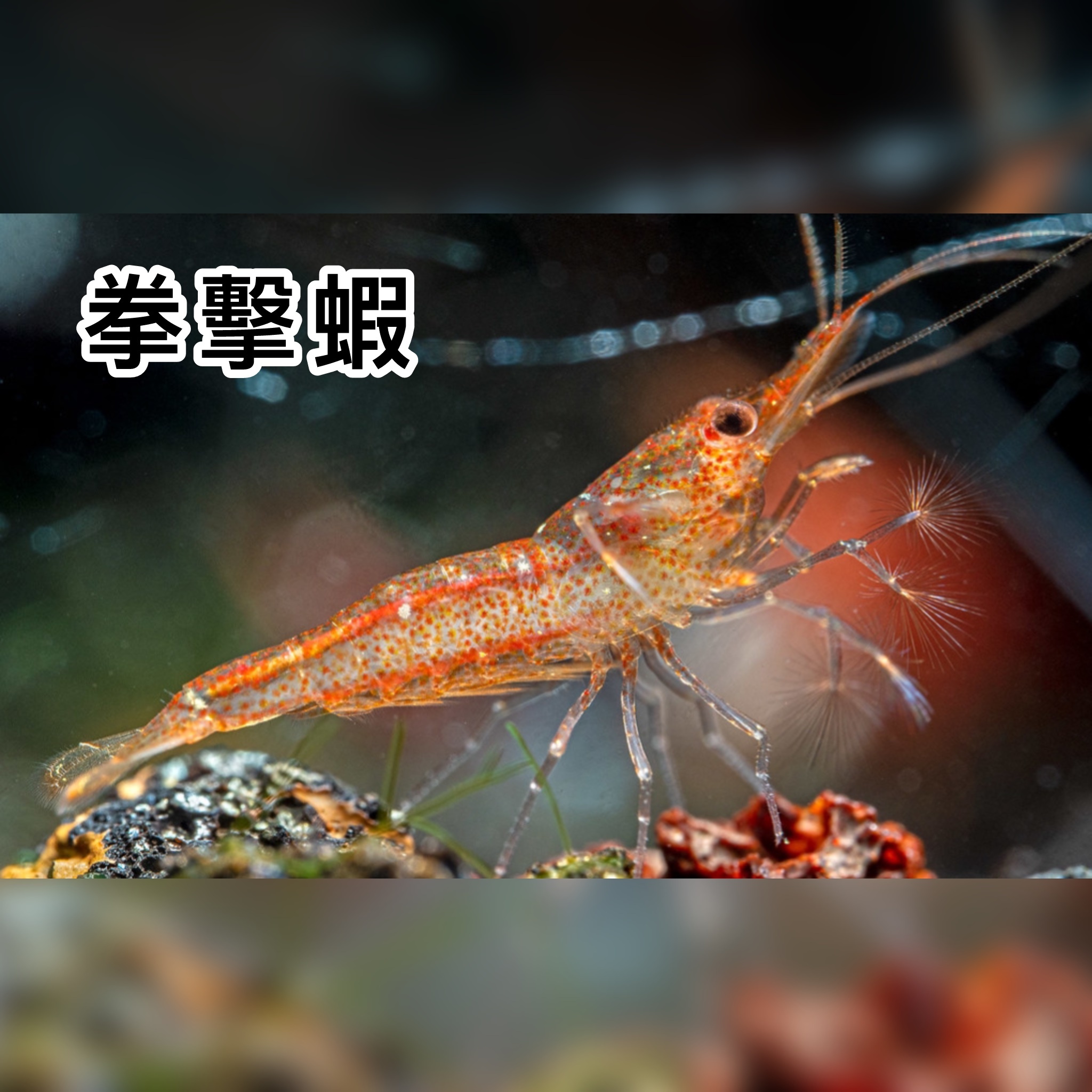 蘇拉威西蝦 拳擊蝦｜Pink Boxer