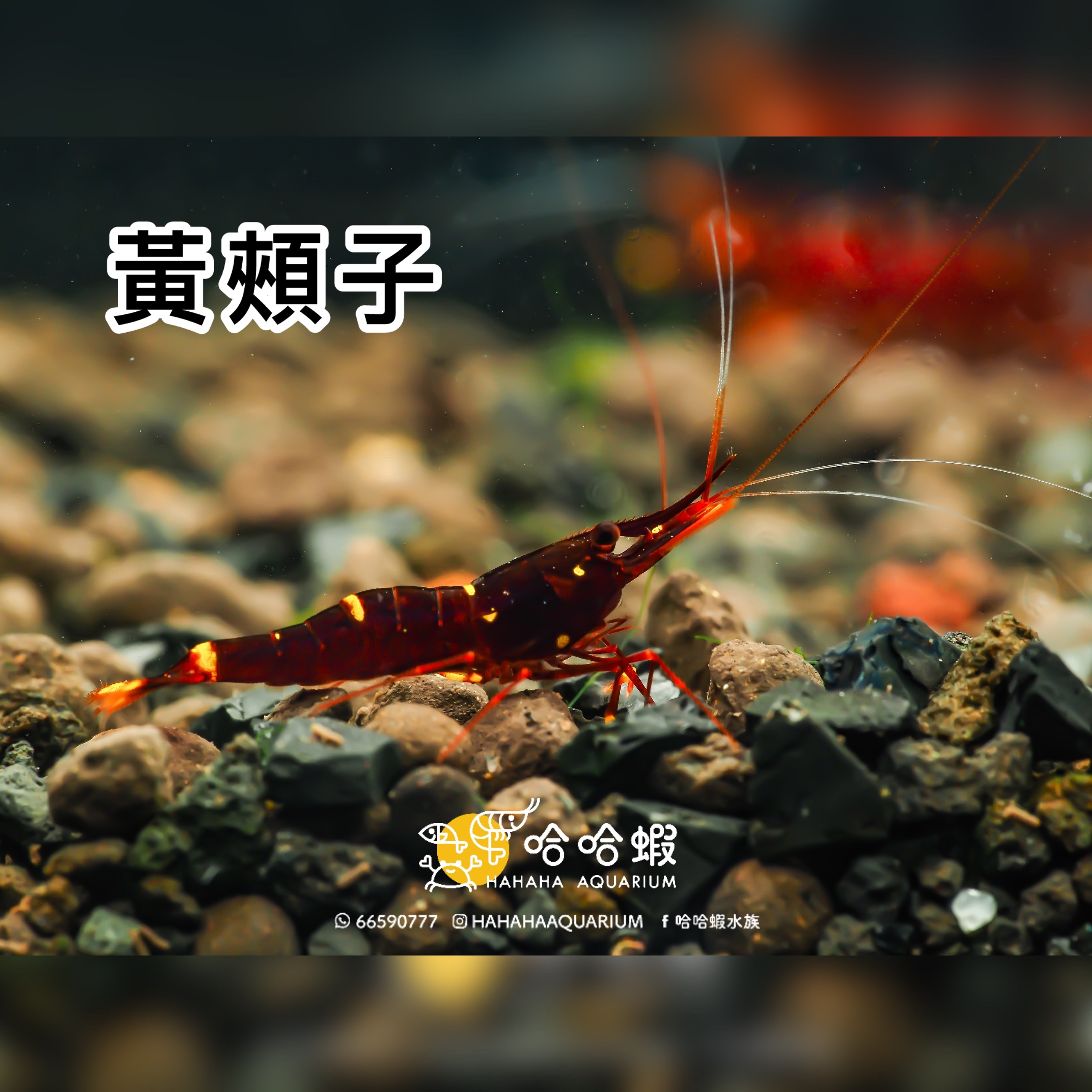 蘇拉威西蝦 黃頰子｜Yellow Cheek