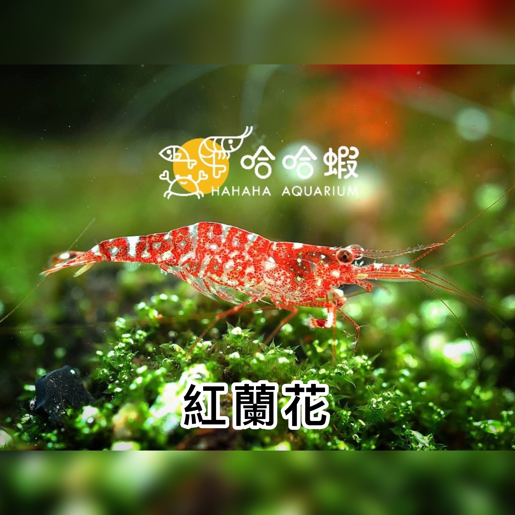 蘇拉威西蝦 紅蘭花 ｜Red Orchid