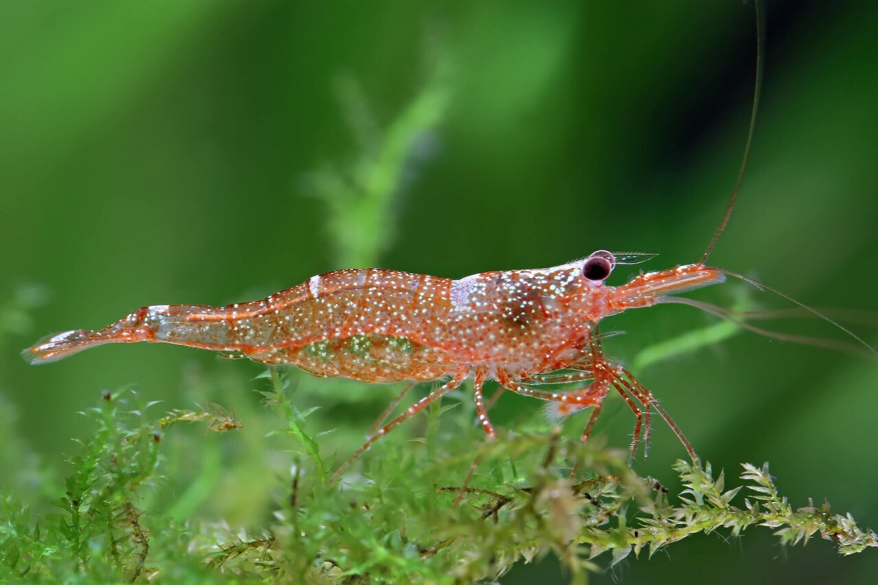 蘇拉威西蝦 迷你藍蜂 ｜Mini Blue