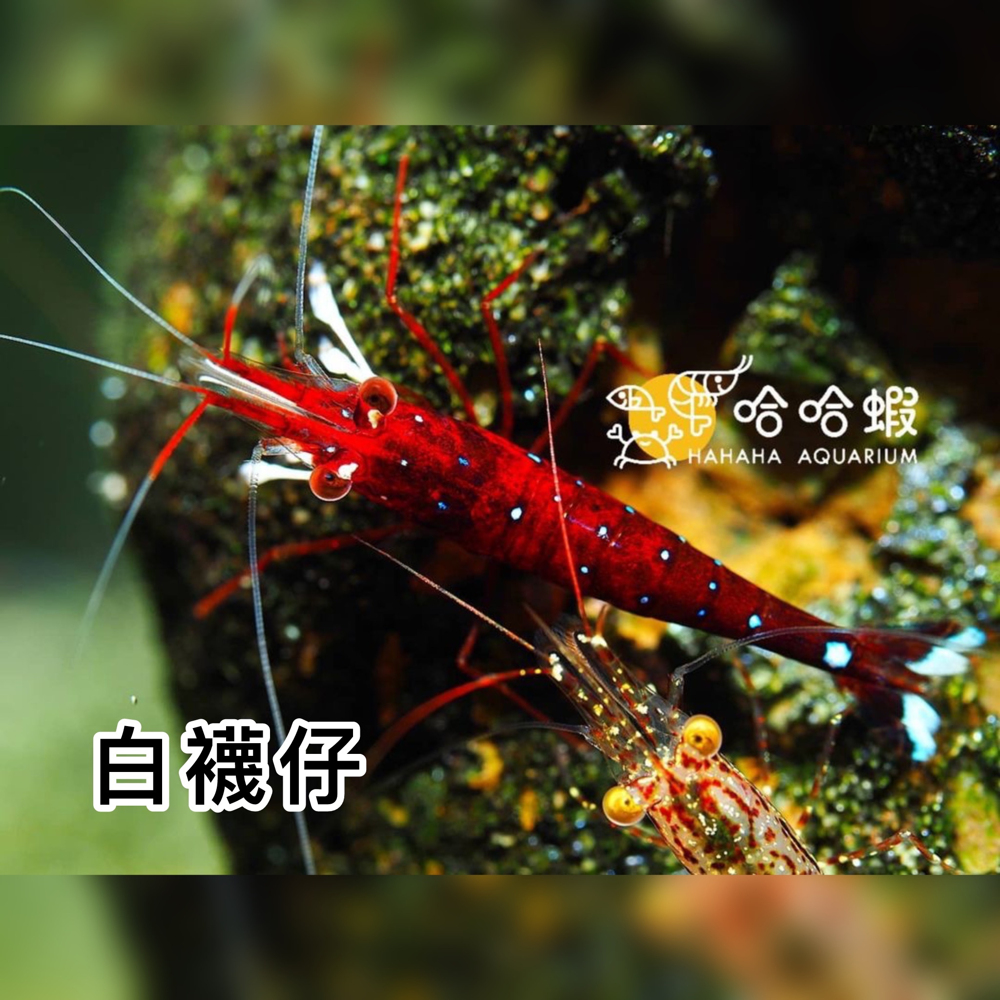 蘇拉威西白襪仔 ｜ White Socks