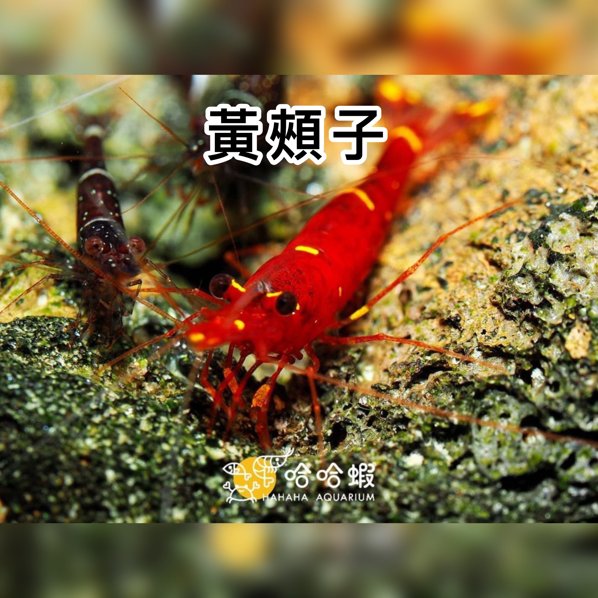 蘇拉威西蝦 黃頰子｜Yellow Cheek