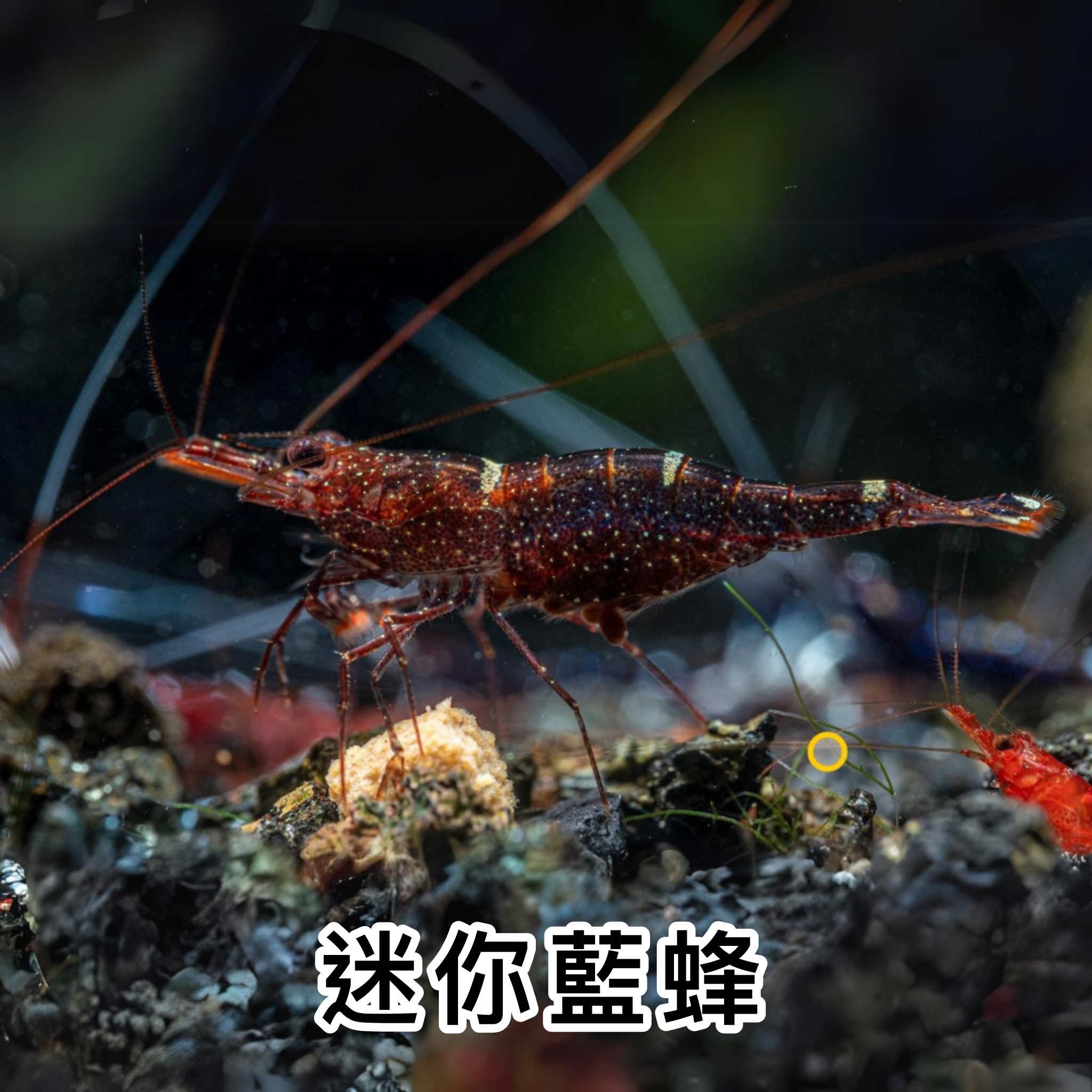 蘇拉威西蝦 迷你藍蜂 ｜Mini Blue