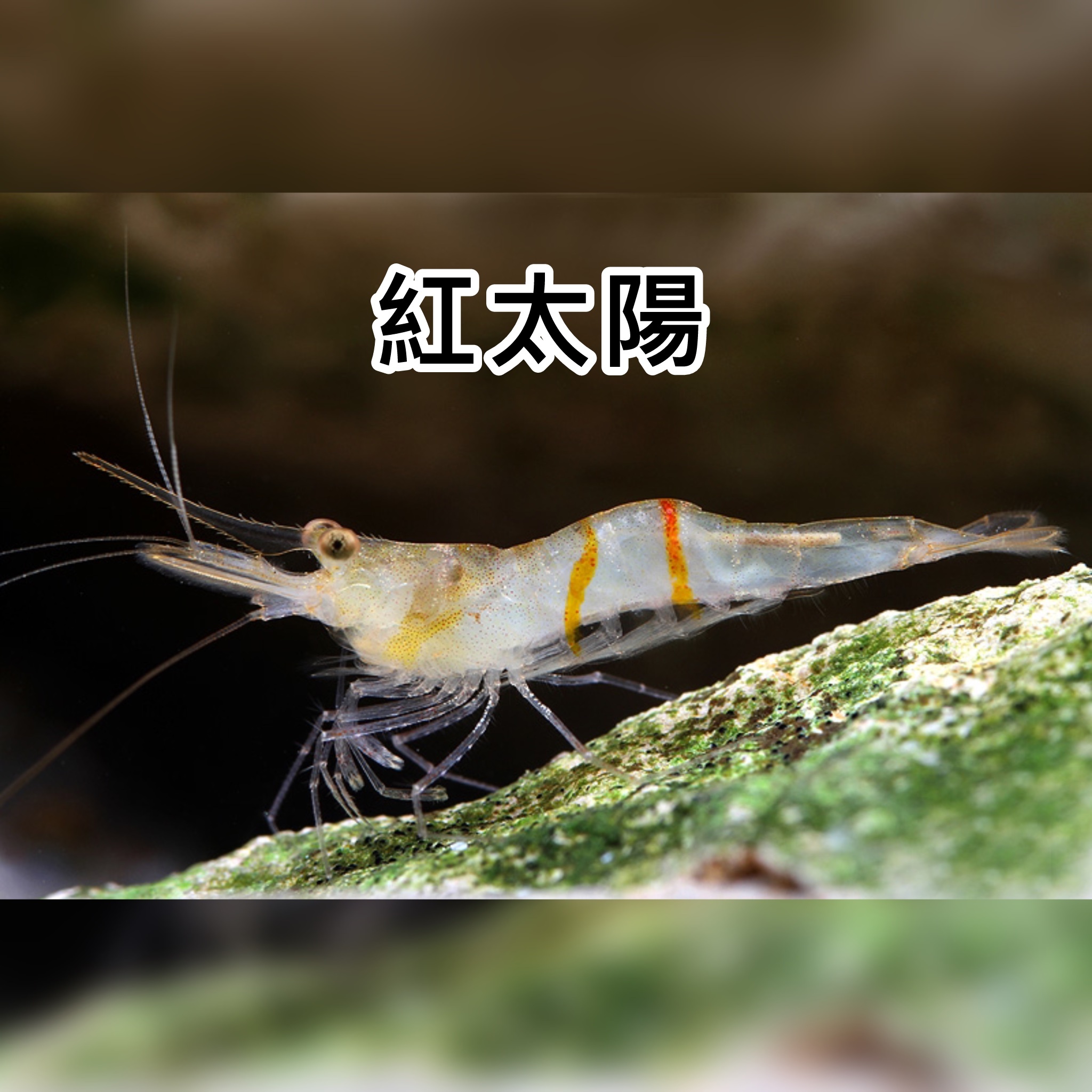 蘇拉威西蝦 紅太陽 ｜Sun Stripe