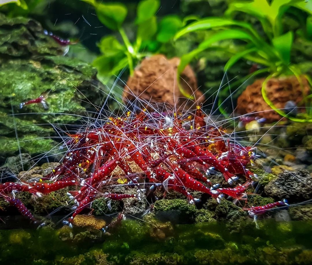 蘇拉威西白襪仔 ｜ White Socks