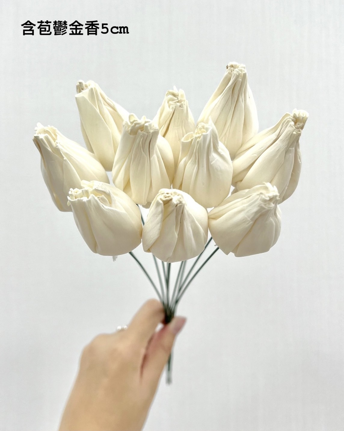 泰國索拉 含苞鬱金香 5CM <十支一把> (高品質)