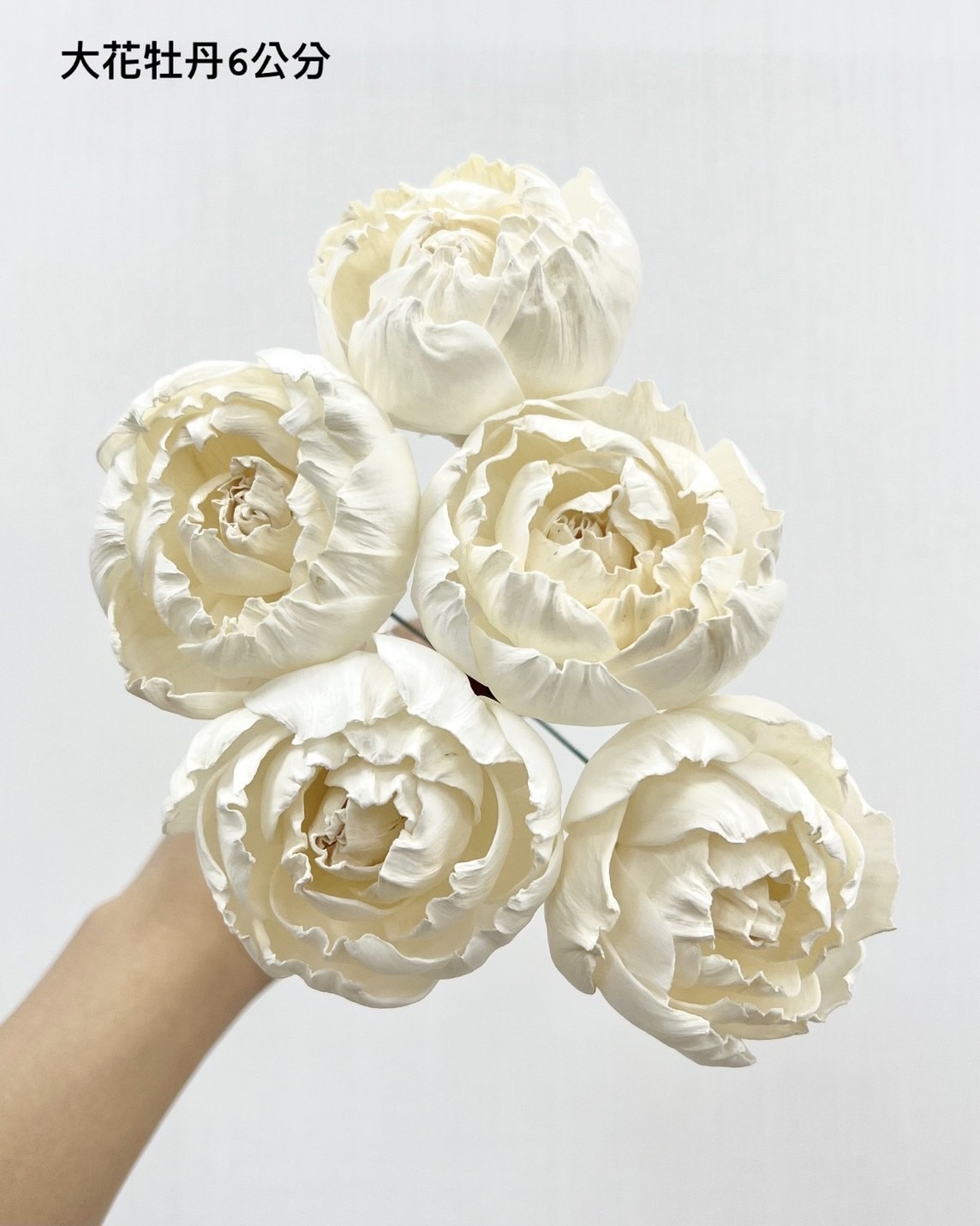 泰國索拉花 大花牡丹 6CM  <十支一把>  (高品質)