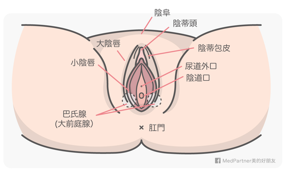 女生私密處的解析圖，提供陰道、陰蒂、肛門、陰唇等結構的位置，讓人一目了然。