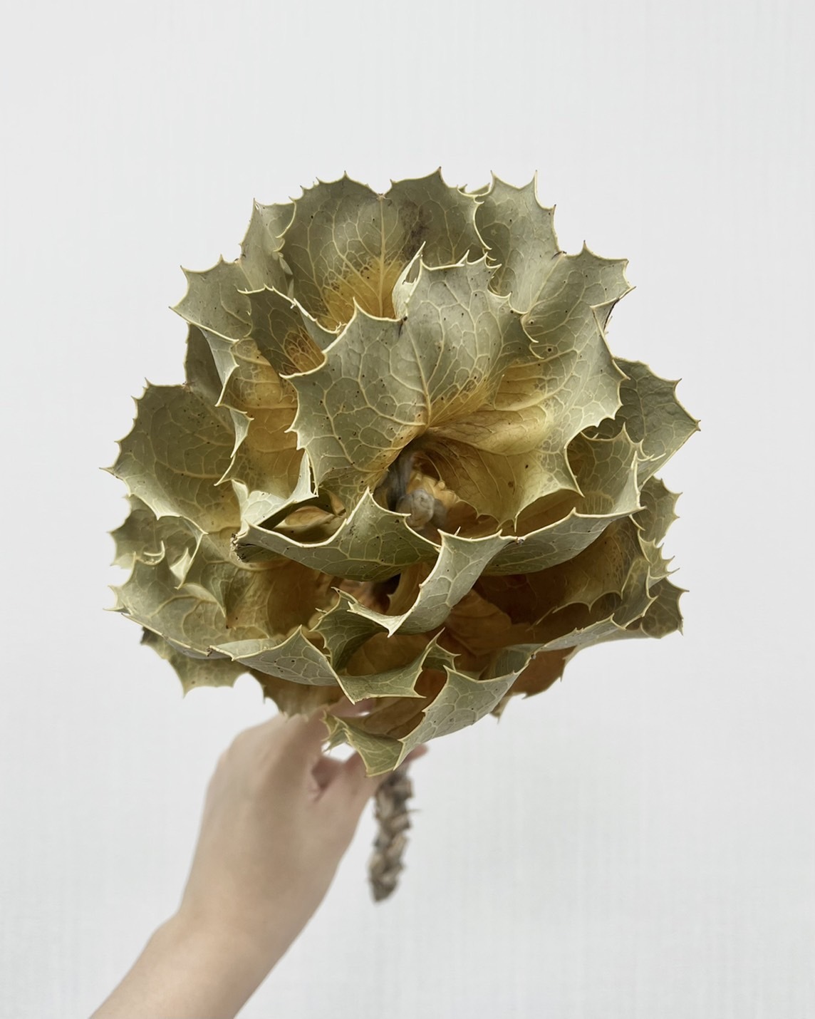 南非乾燥榮華葉