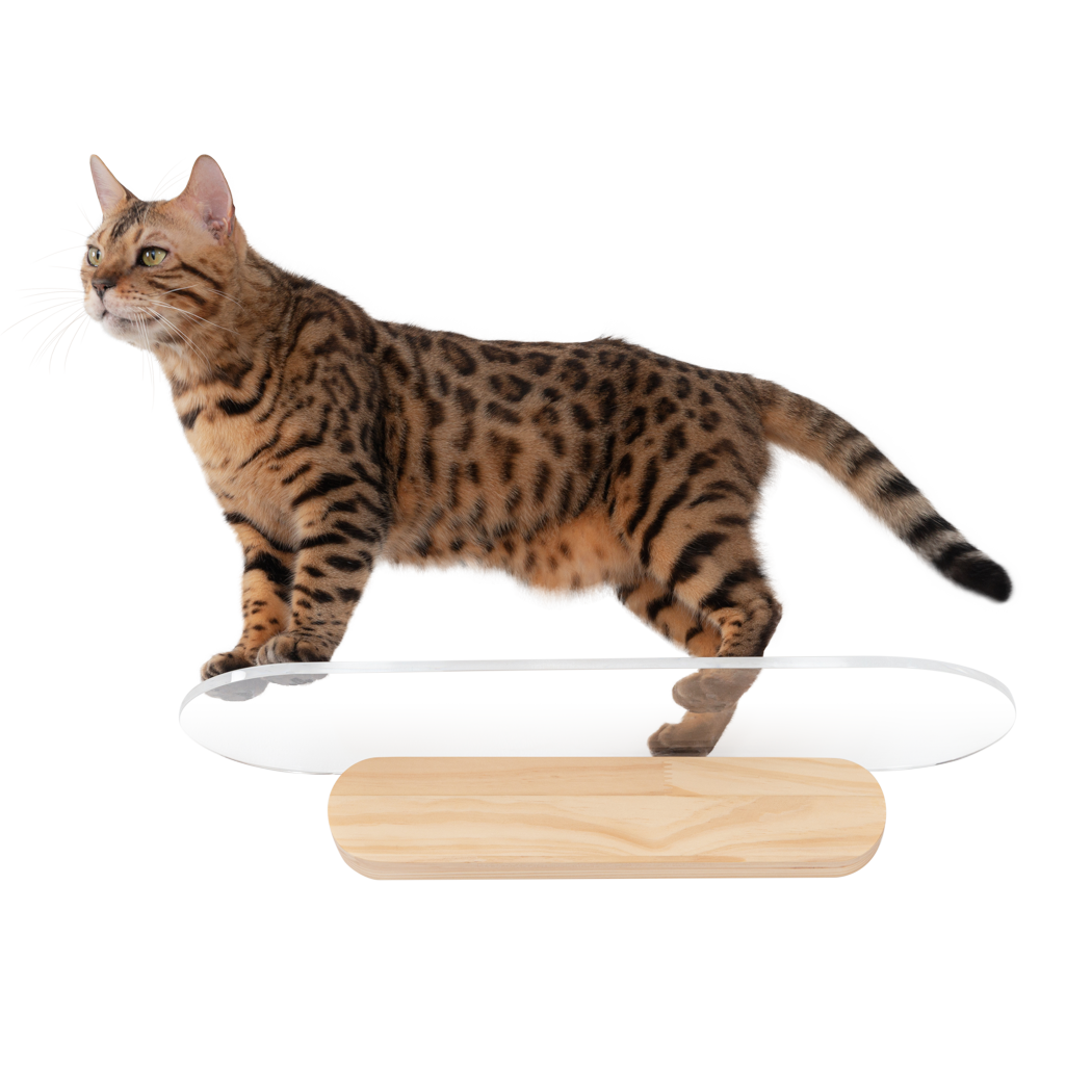 Oblong Shelf (Clear)