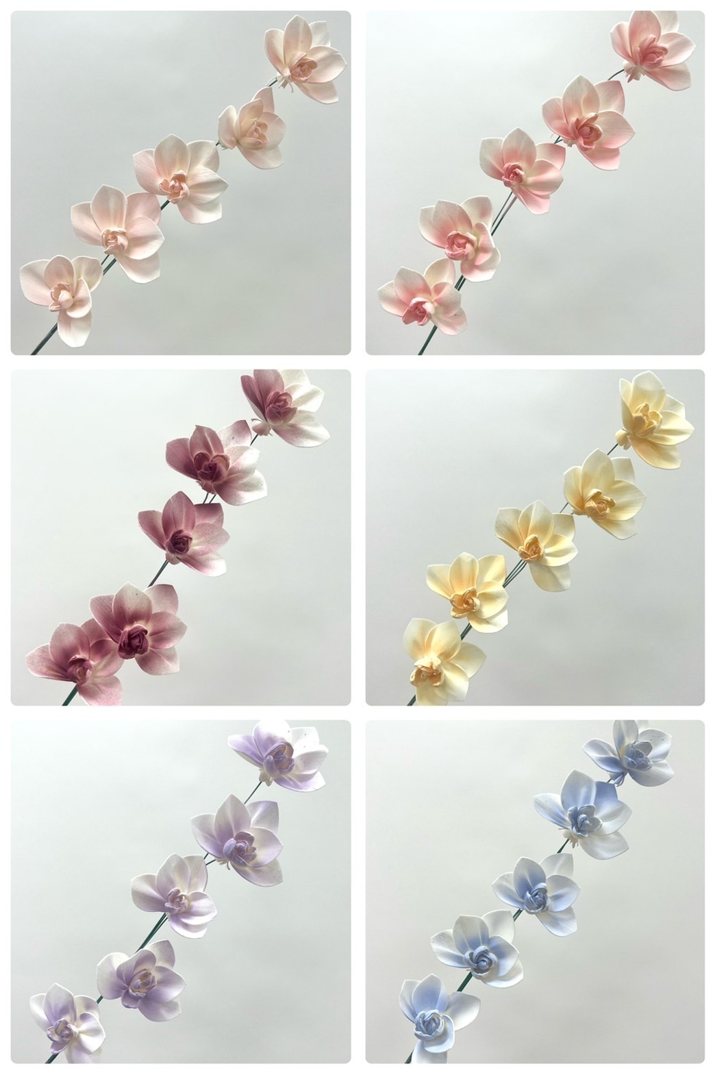 泰國索拉 蝴蝶蘭 6CM <五支一把> (高品質)