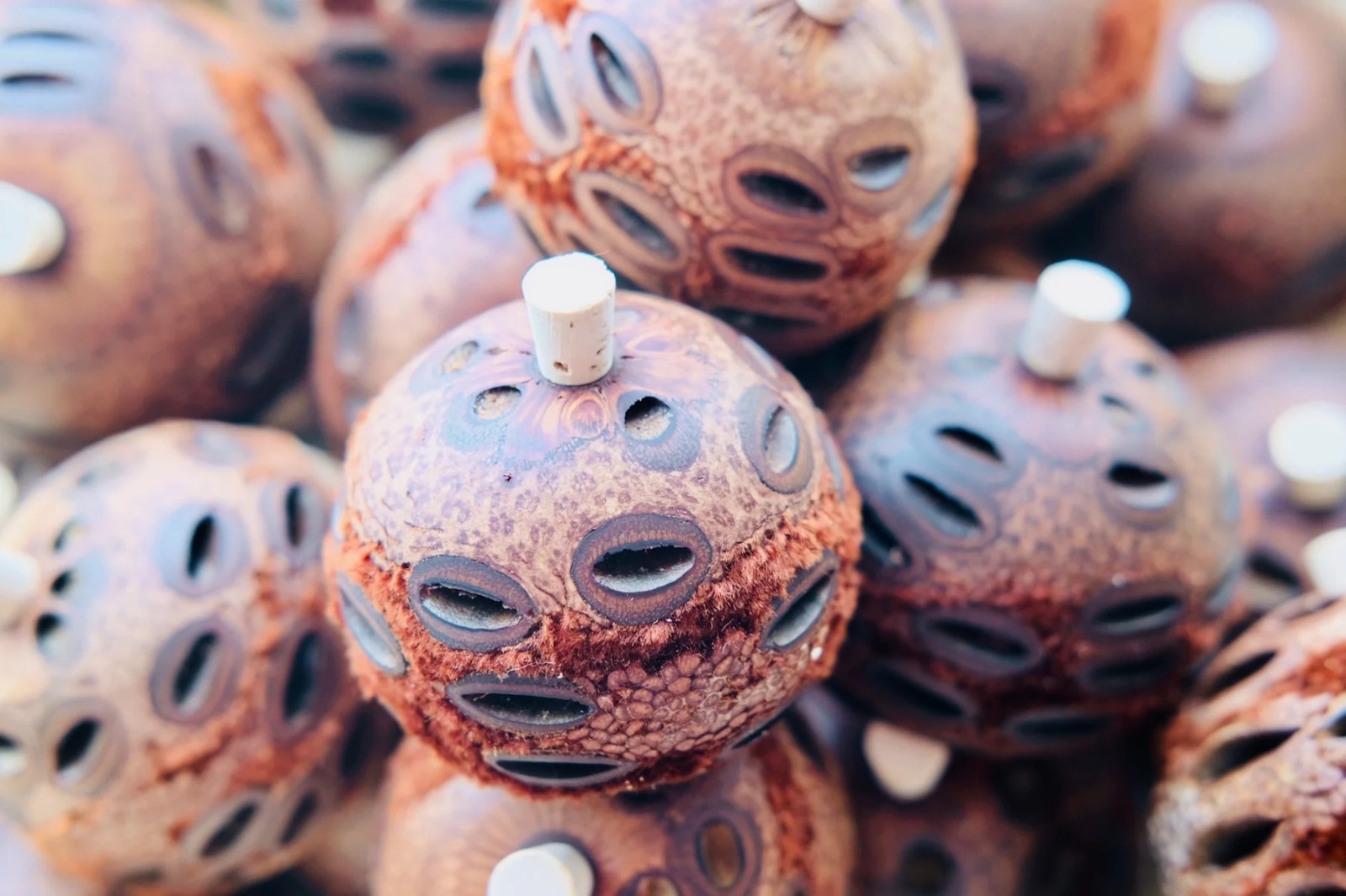 澳洲山龍眼香薰座