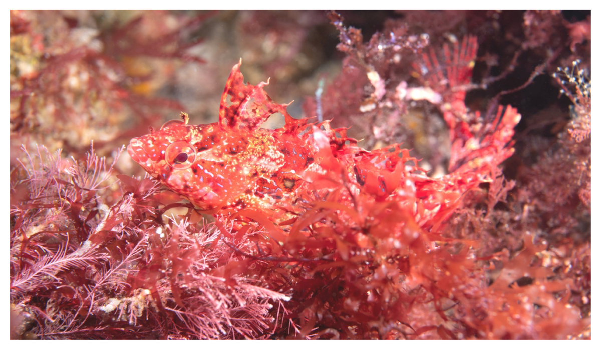 蝦紅素是什麼？蝦紅素功效多嗎？