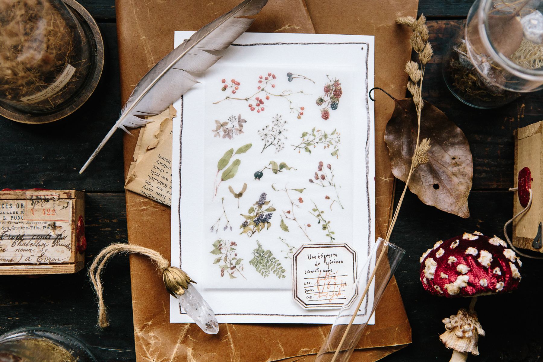 野地花草 轉印貼紙 | OURS 森林好朋友