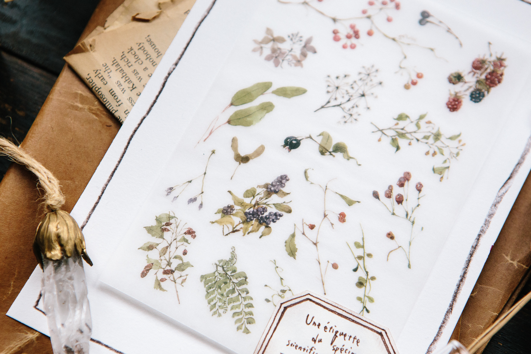 野地花草 轉印貼紙 | OURS 森林好朋友