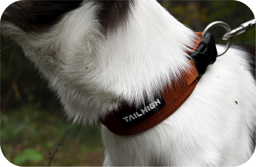 comfort collar寵物項圈