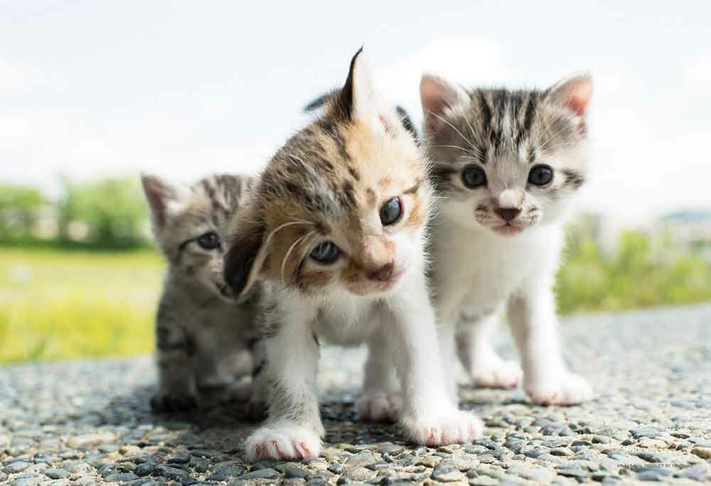 怎麼了？ (大件尺寸)