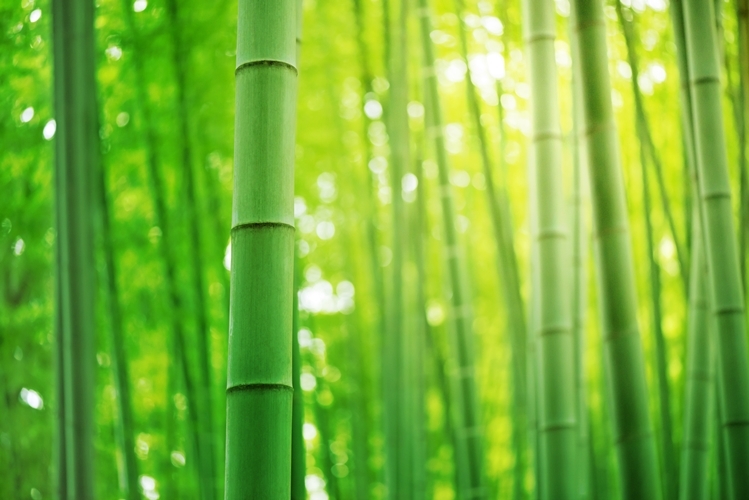 竹子做成竹纖維布料