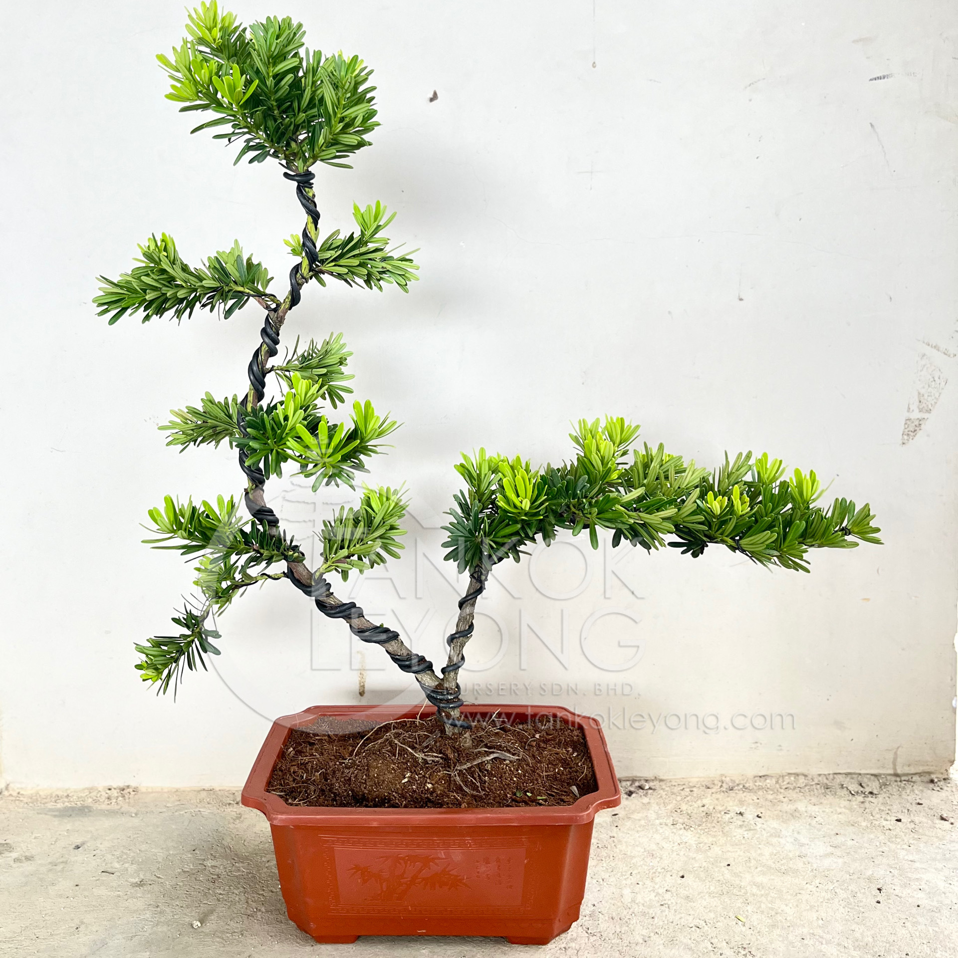 ASTN 盆栽 BONSAI size 女らしく S 売買されたオークション情報 落札价格 【au payマーケット】の商品情報をアーカイブ公開