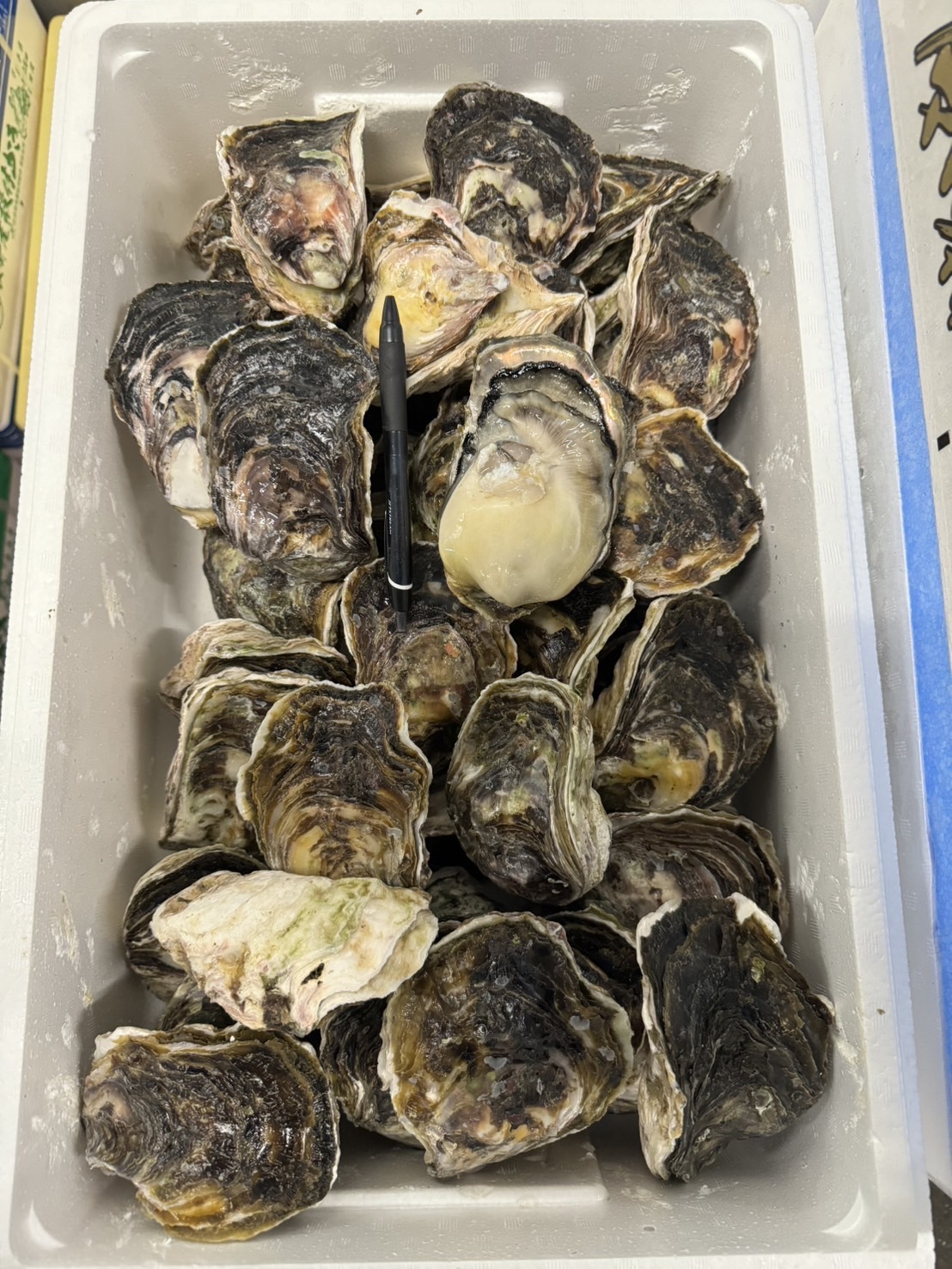 養殖岩牡蠣 島根 隠岐 春香