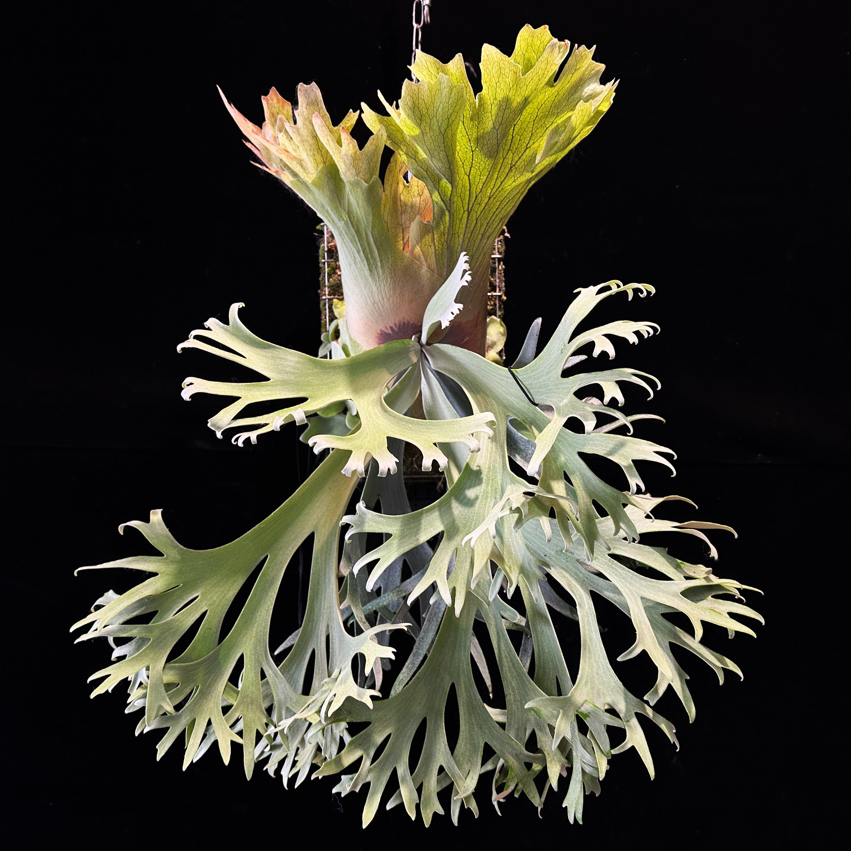 P. willinckii Makigumo (pup) P. willinckii Makigumo '巻雲