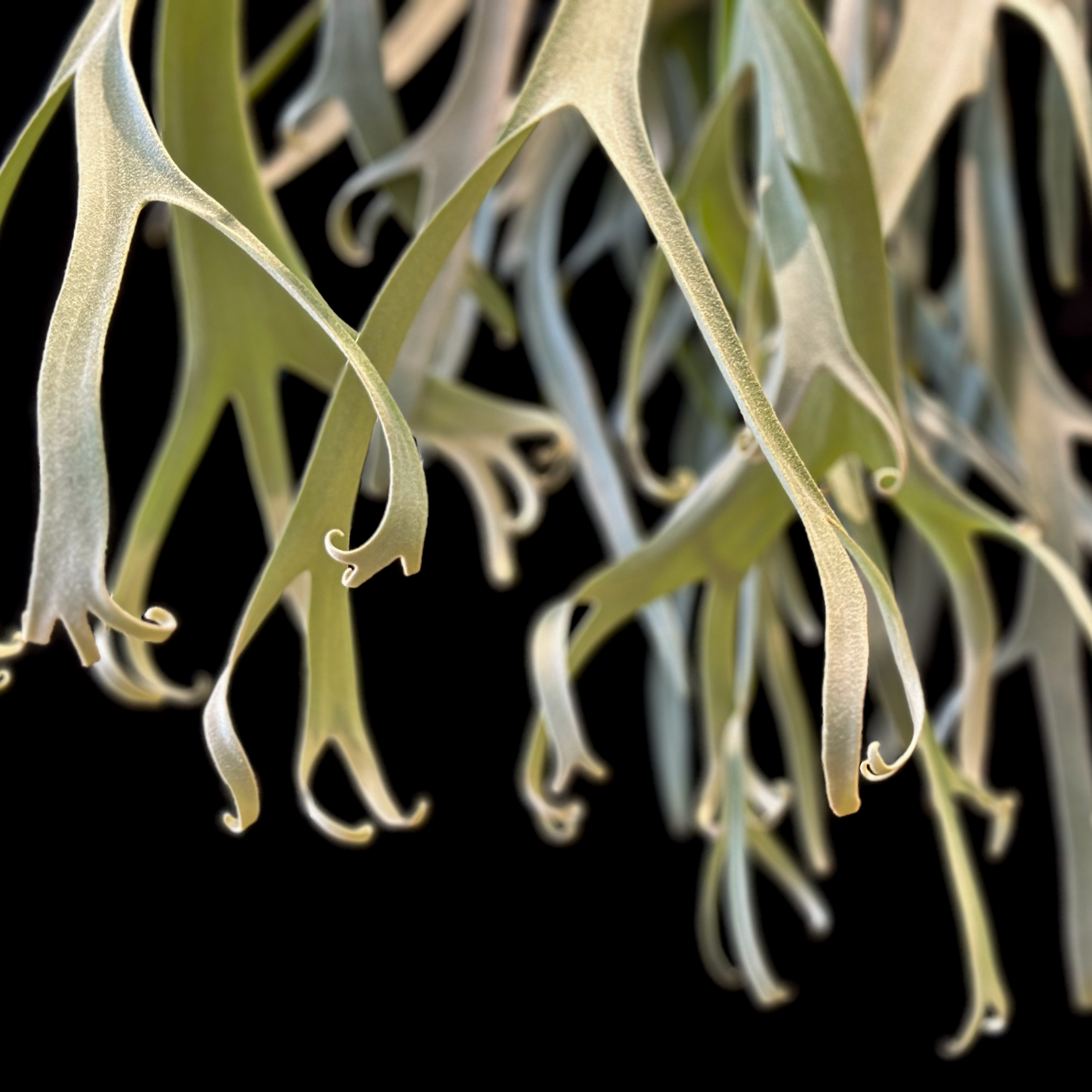 P. willinckii Izanagi 伊弉諾（OC）① P.willinckii 'Nano' OC #staghornferns #蕨類#staghornfern