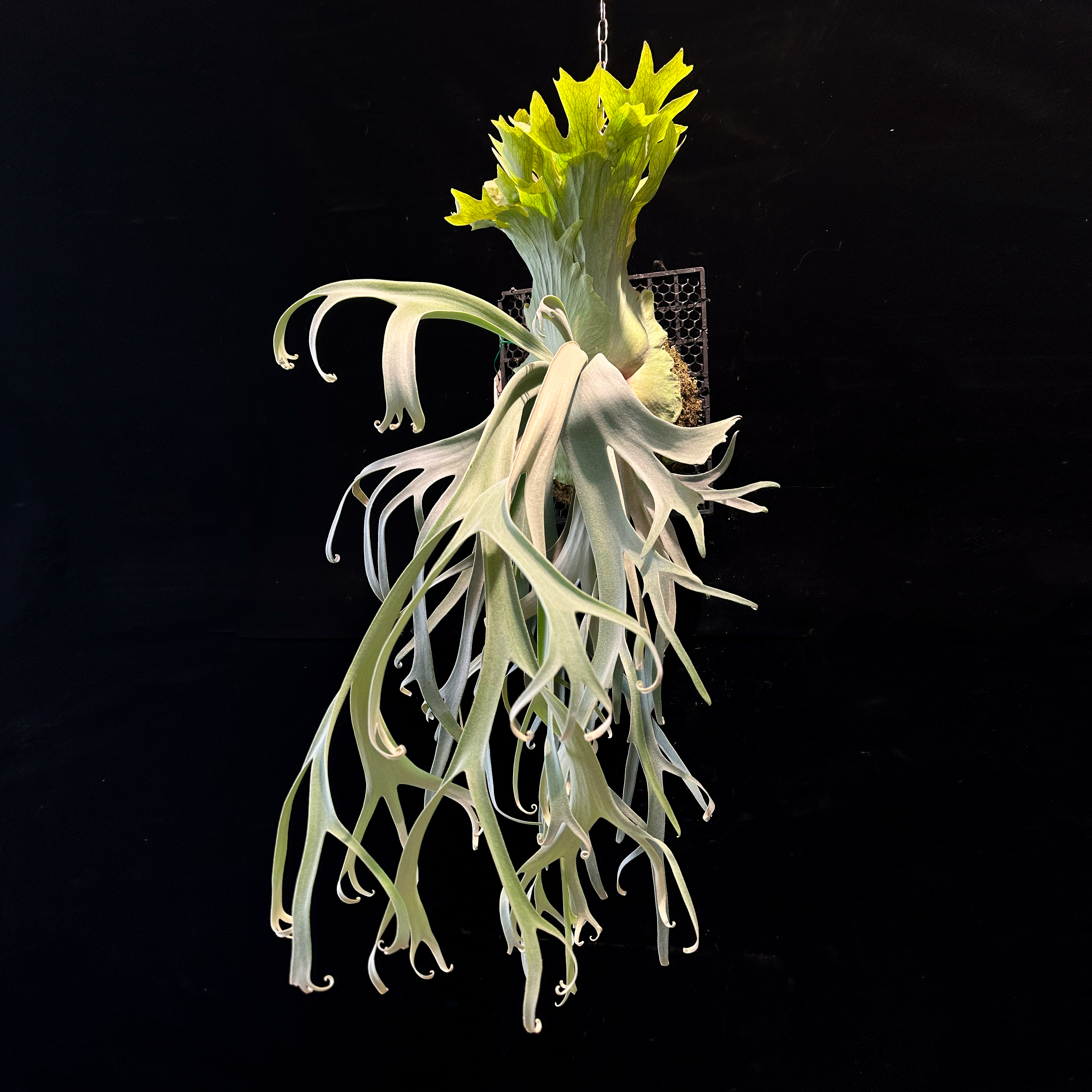 P.willinckii Yami 正側芽