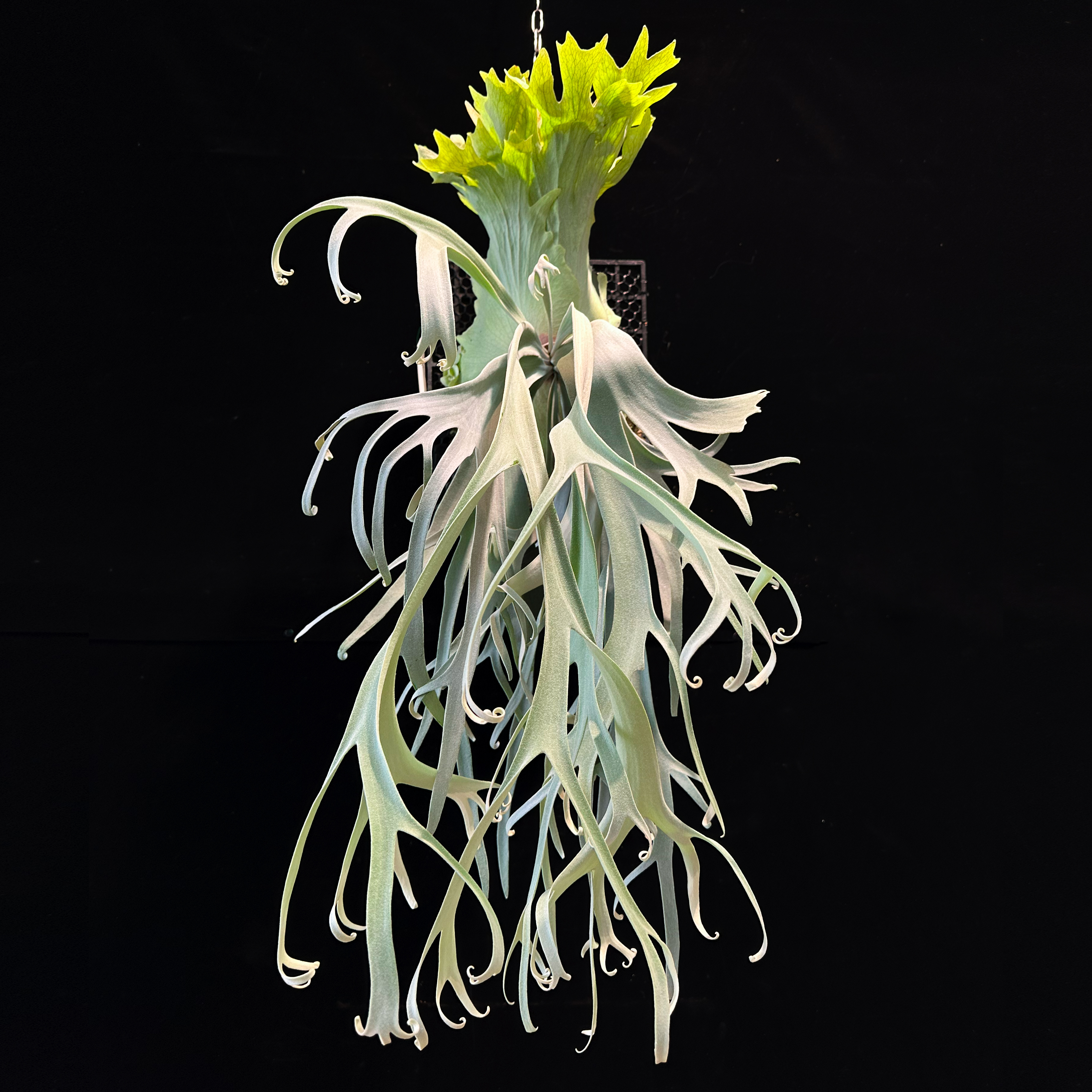 P.willinckii Izanagi 伊弉諾（OC）⑤ P.willinckii Yami 正側芽