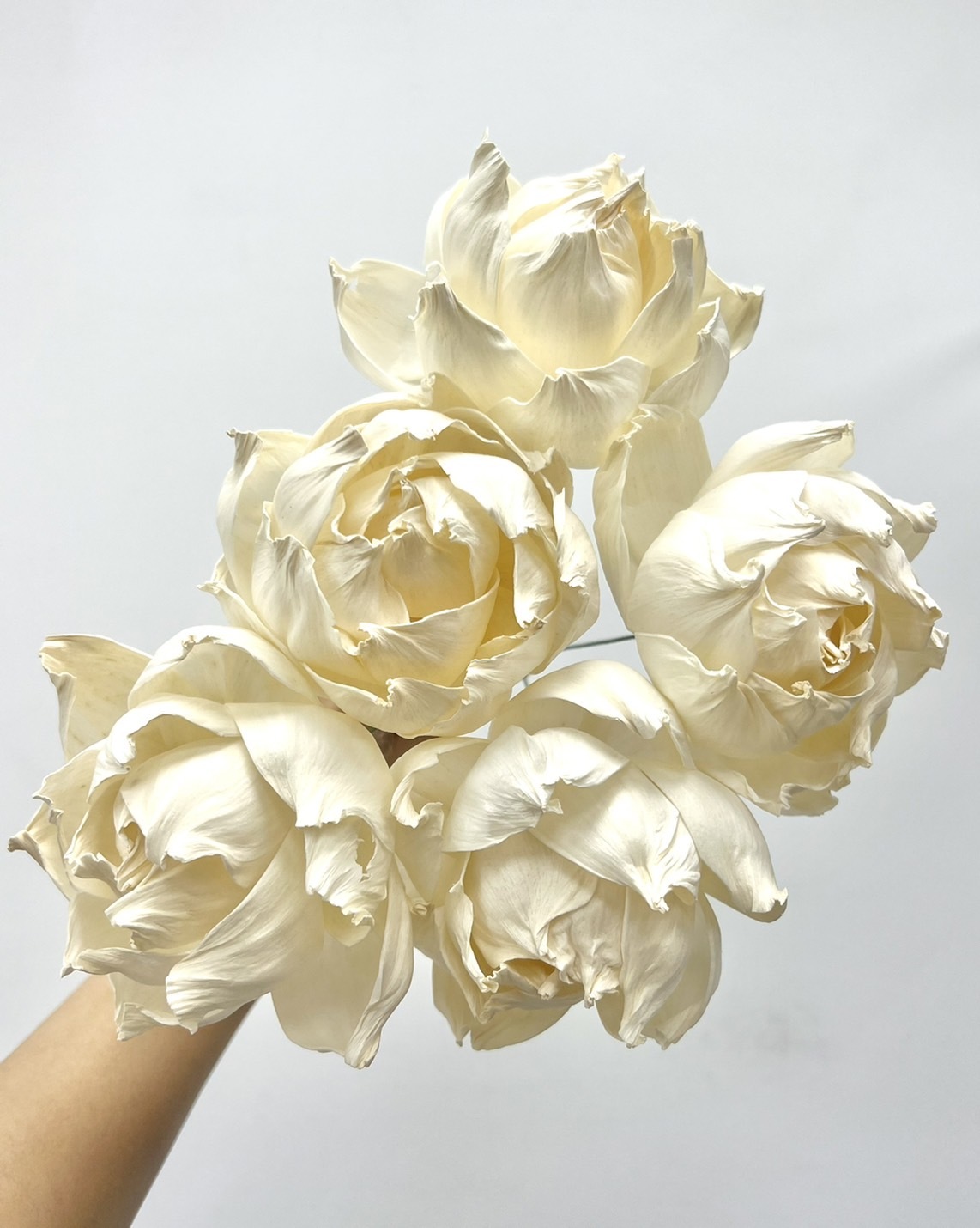 泰國索拉花 半開牡丹 10CM  <五支一把>  (高品質)