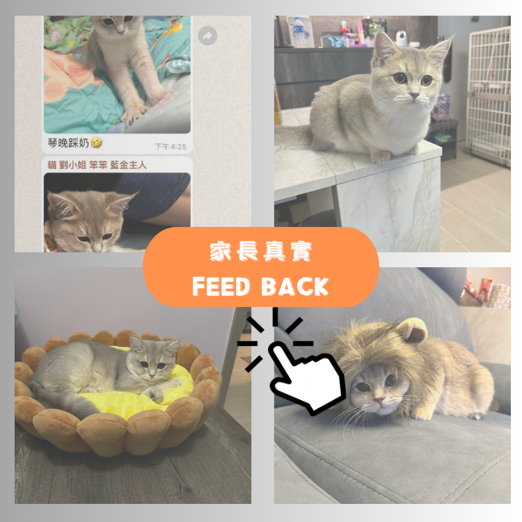 "笨笨"的家長回饋