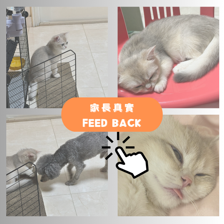 "多糖"的家長回饋