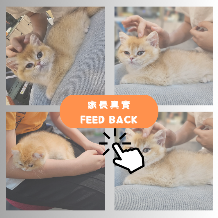 "呆呆"的家長回饋