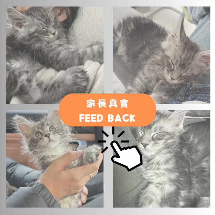 "彼得"的家長回饋