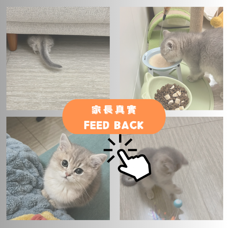 "新仔"的家長回饋