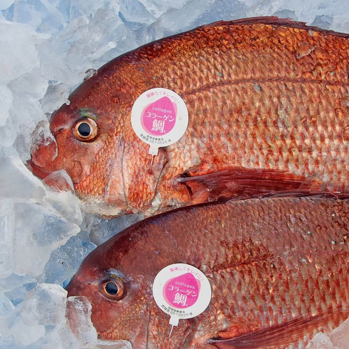 原條鮮魚-膠原鯛(約2kg)