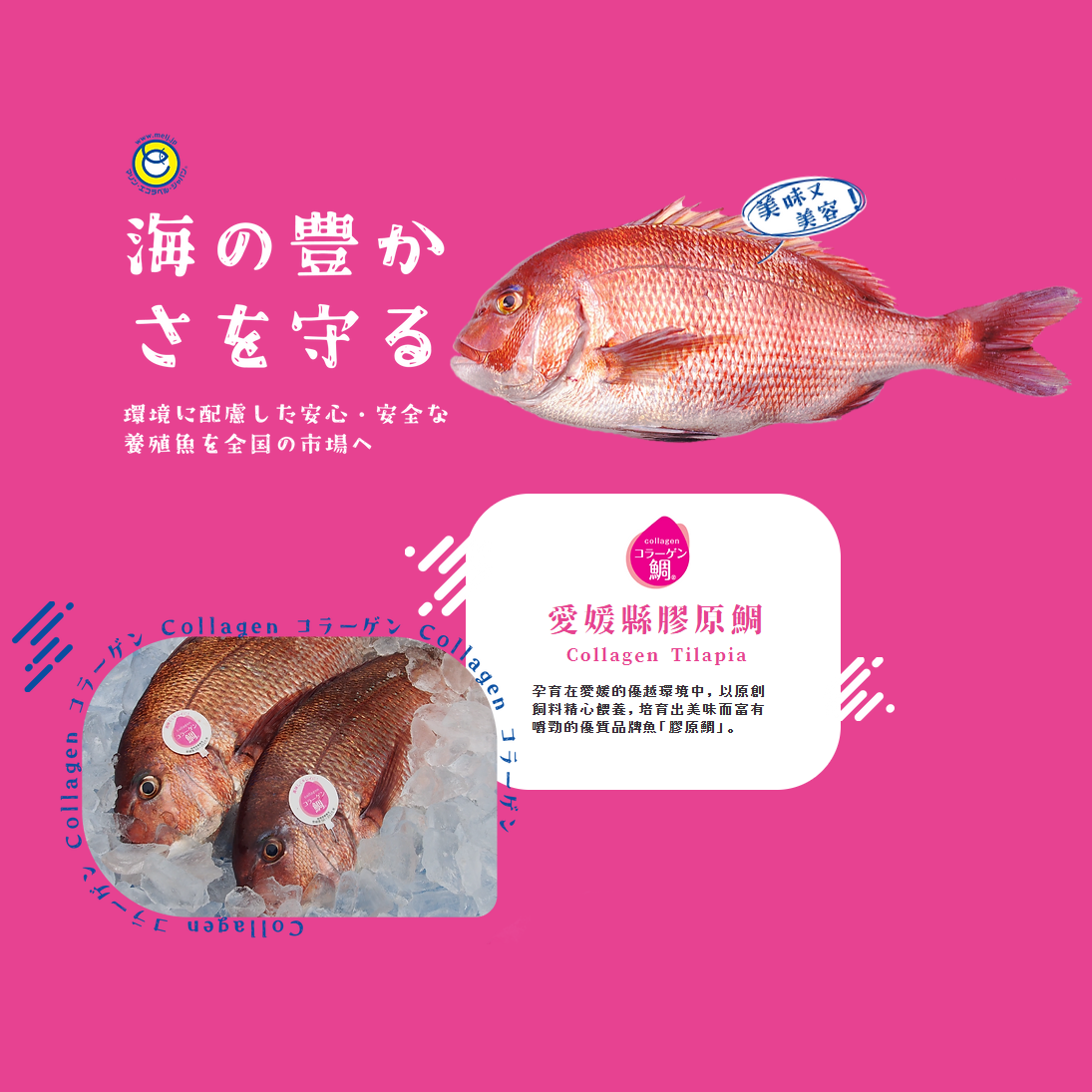 原條鮮魚-膠原鯛(約2kg)