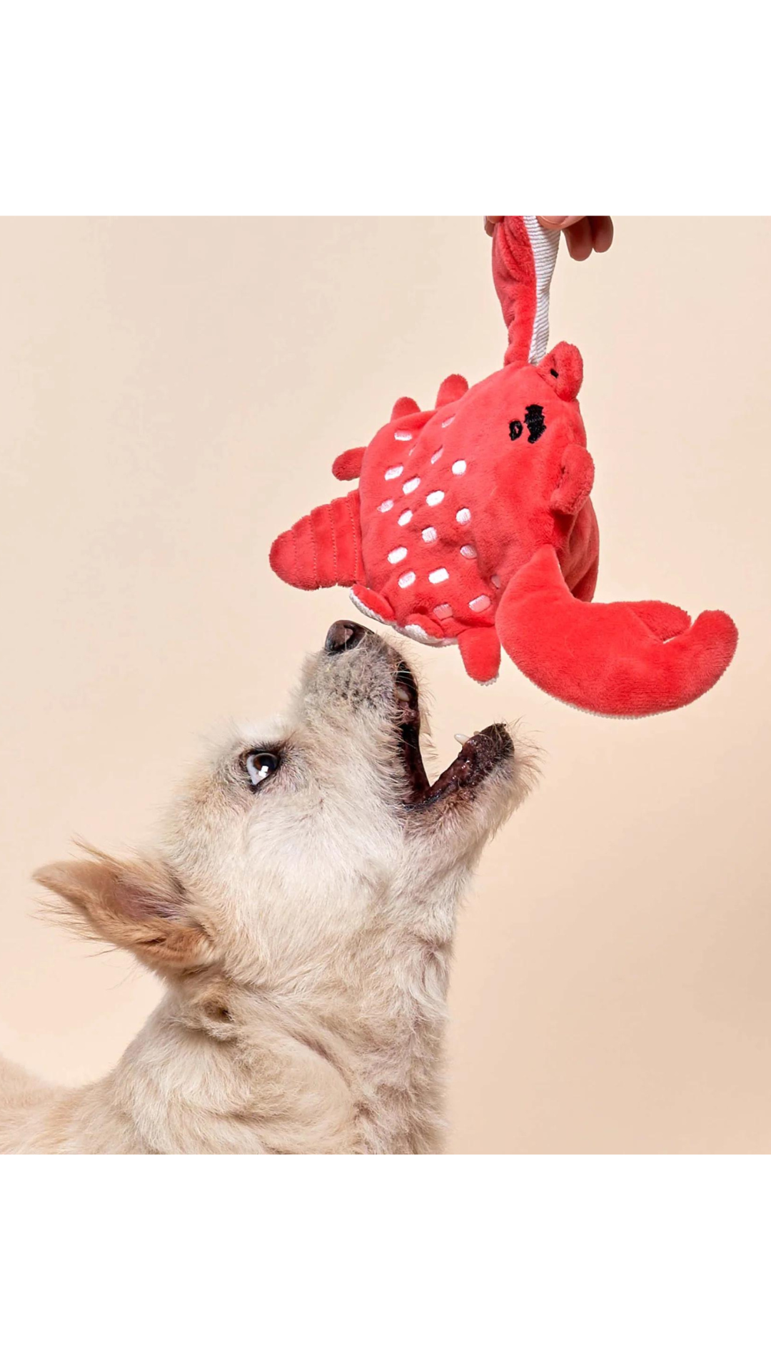 CRAB NOSE WORK TOY 螃蟹寵物藏食嗅聞玩具