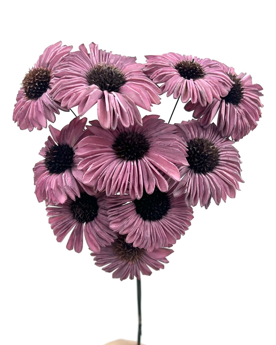 印度索拉太陽花-171718